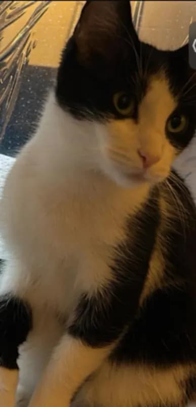Freya