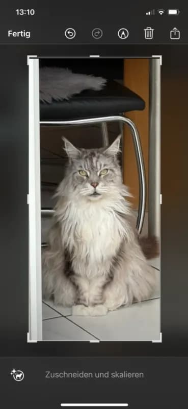 Merlin