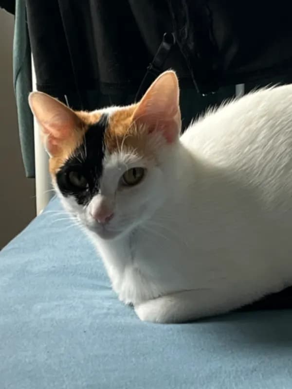 Pixie
