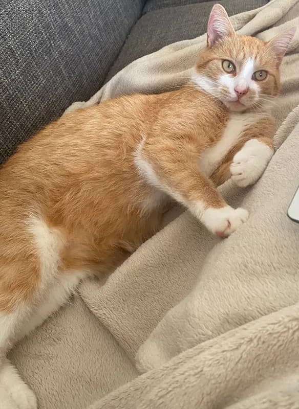 Leo