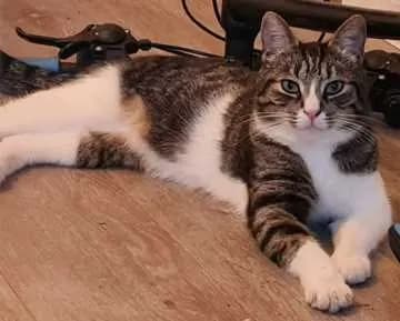 Kovu