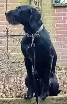 Bella