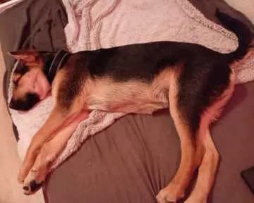 Balou