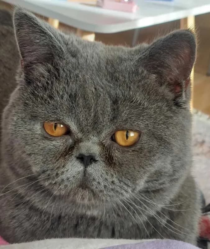 Micko