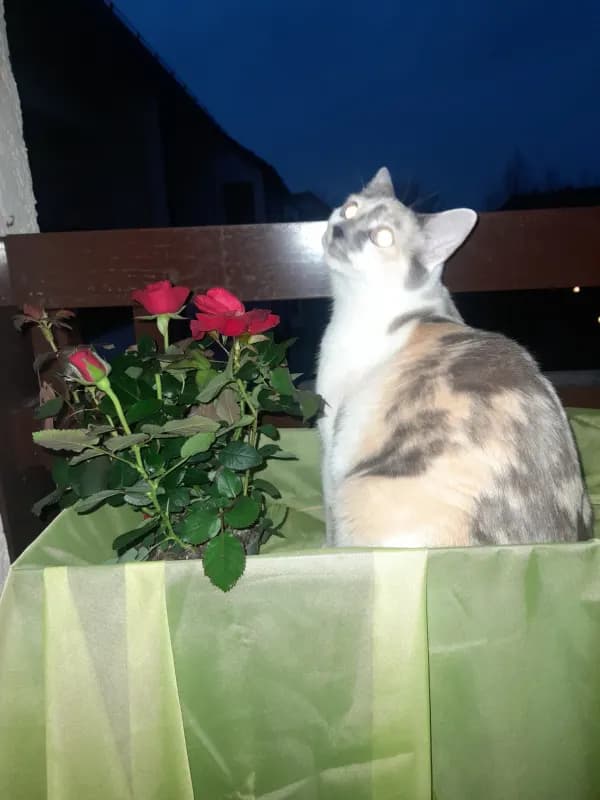 Kaya