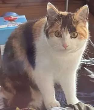 Evi