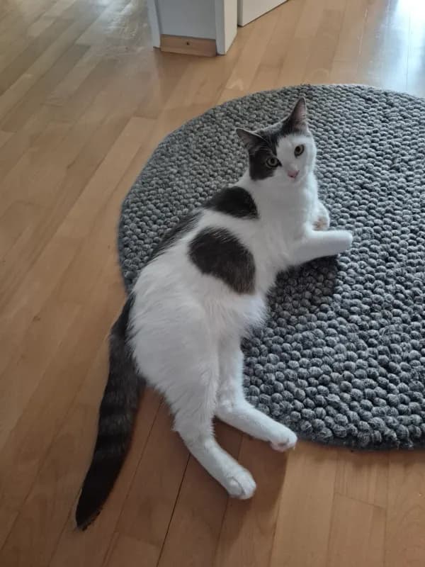 Moki