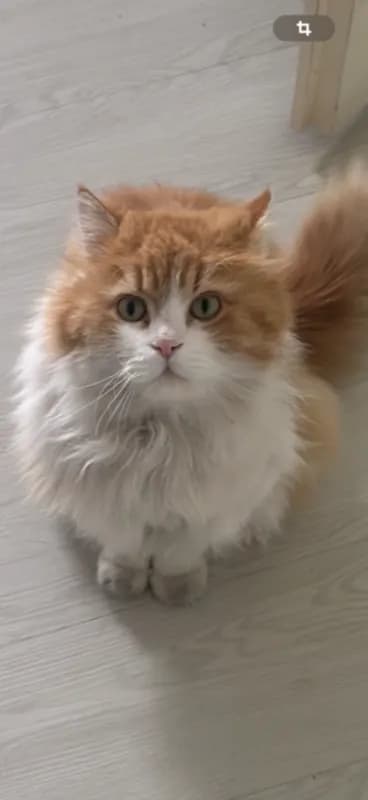 Tigga