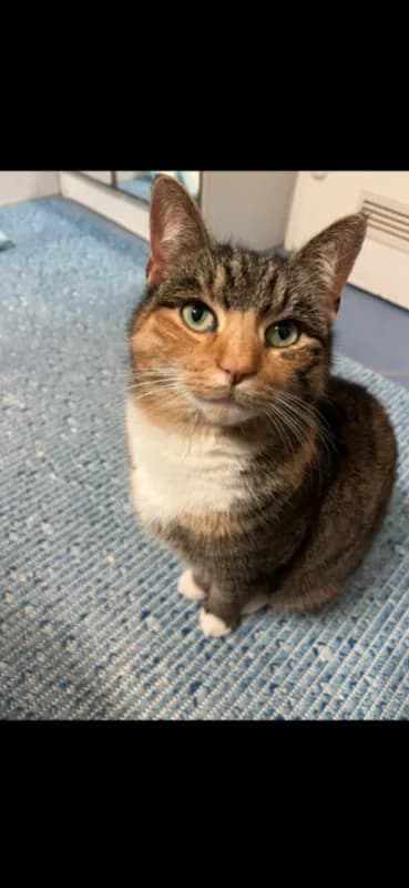 Snickers