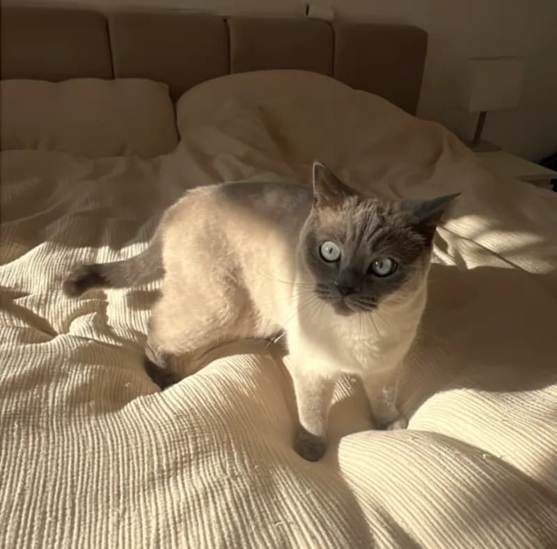 Mausi