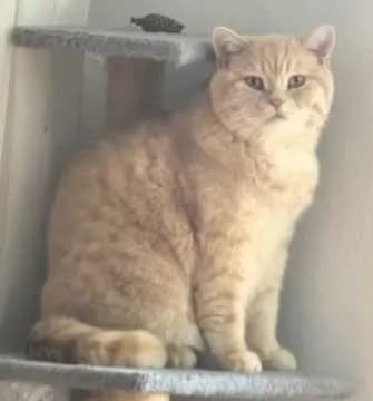 Simba