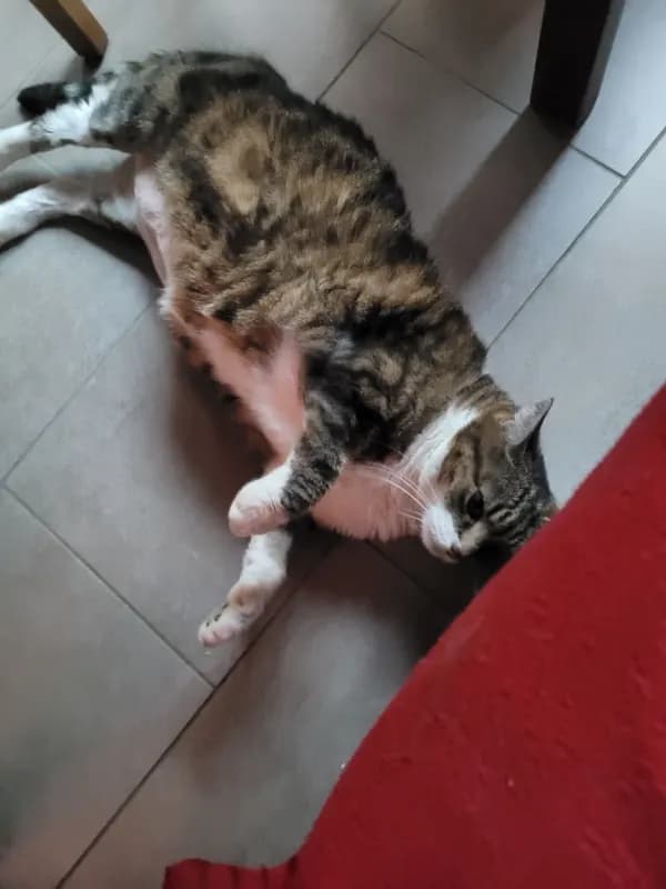 Peanat