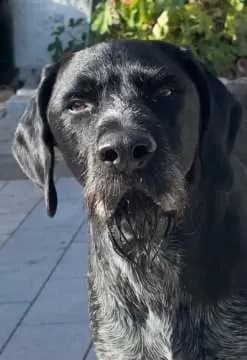 Berti Kuno