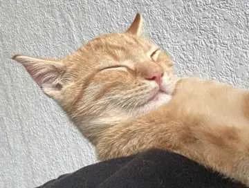 Pablo