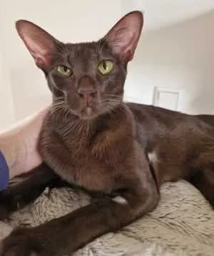 Kedi