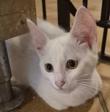 Nala