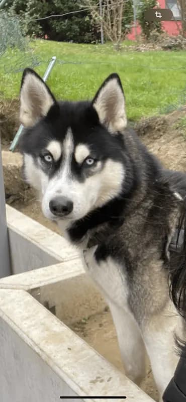 Chiko