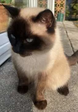 Paula