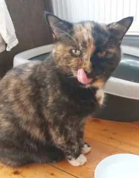 Josi