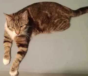 Socke