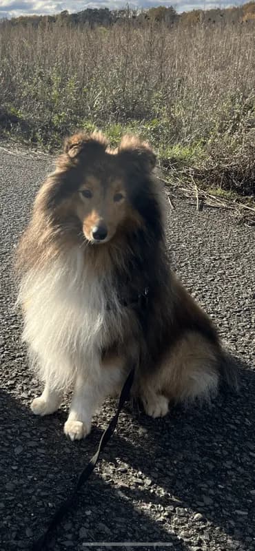 Sammy