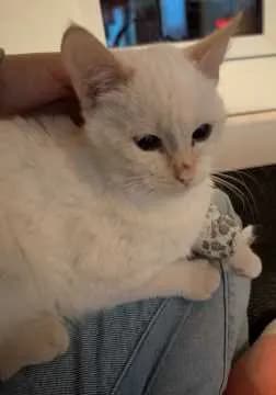 Mimi