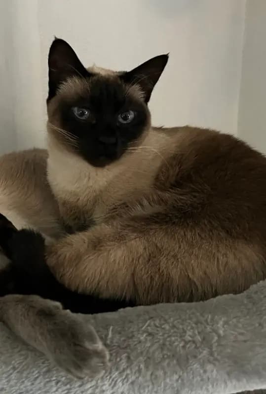 Bagi