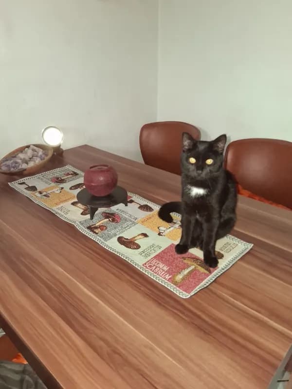Gustav
