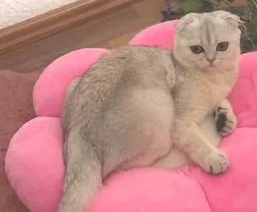 Nala