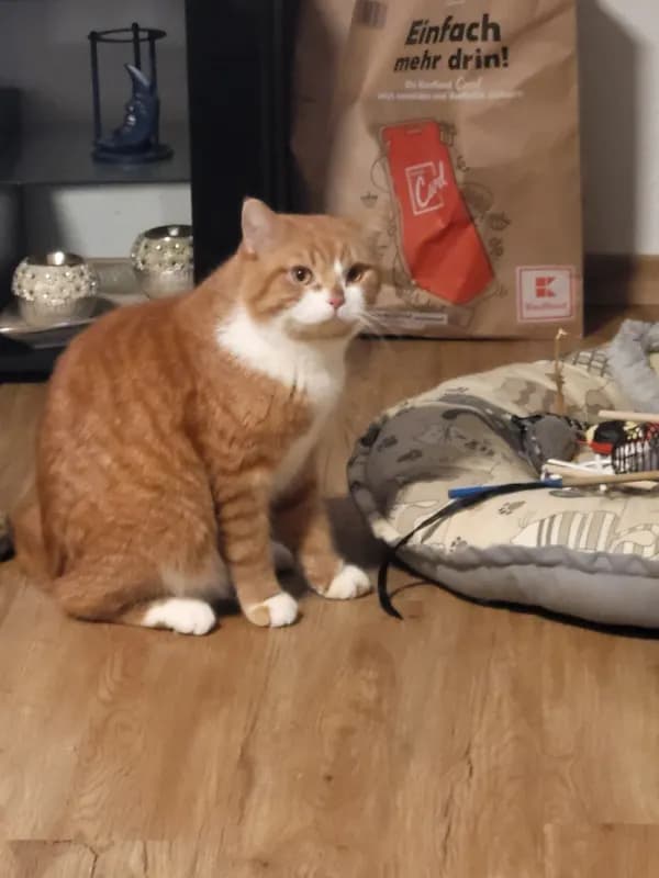 Garfield