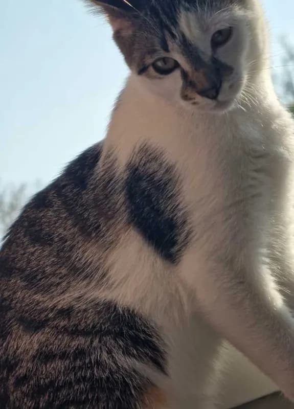 Mogli