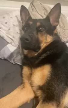 Buddy