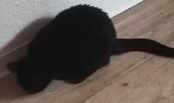 Bagheera