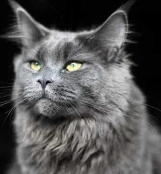 Loki
