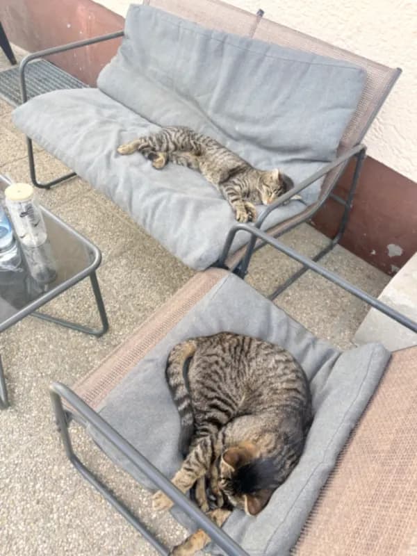 Simba und Balu