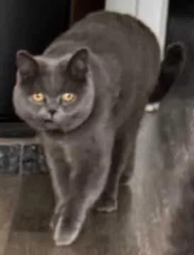 Louie