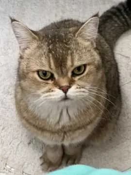 Oscar