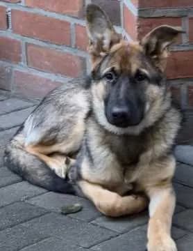 Kalle