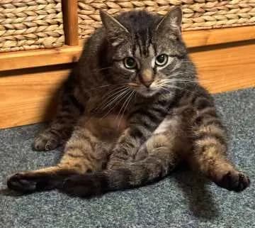 Schoki