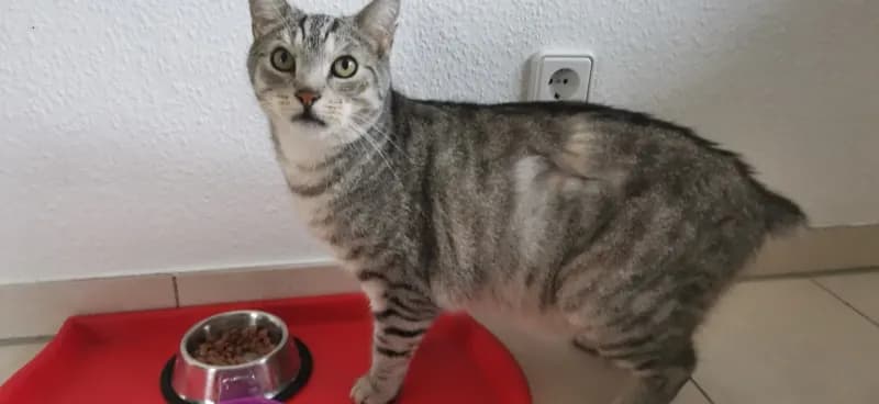 Finn