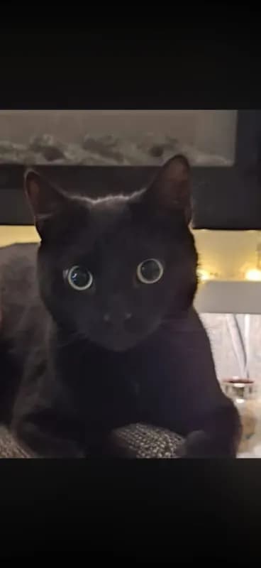 Kuro