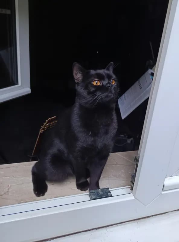 Loki