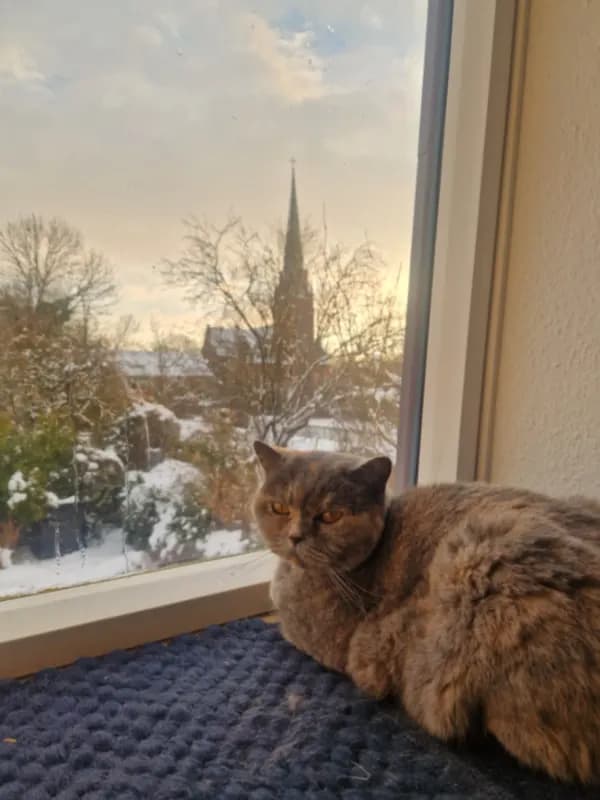 Nala