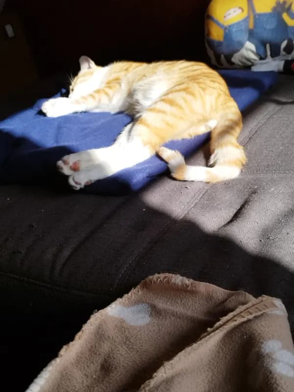 Finn
