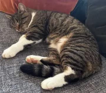 Mitzi