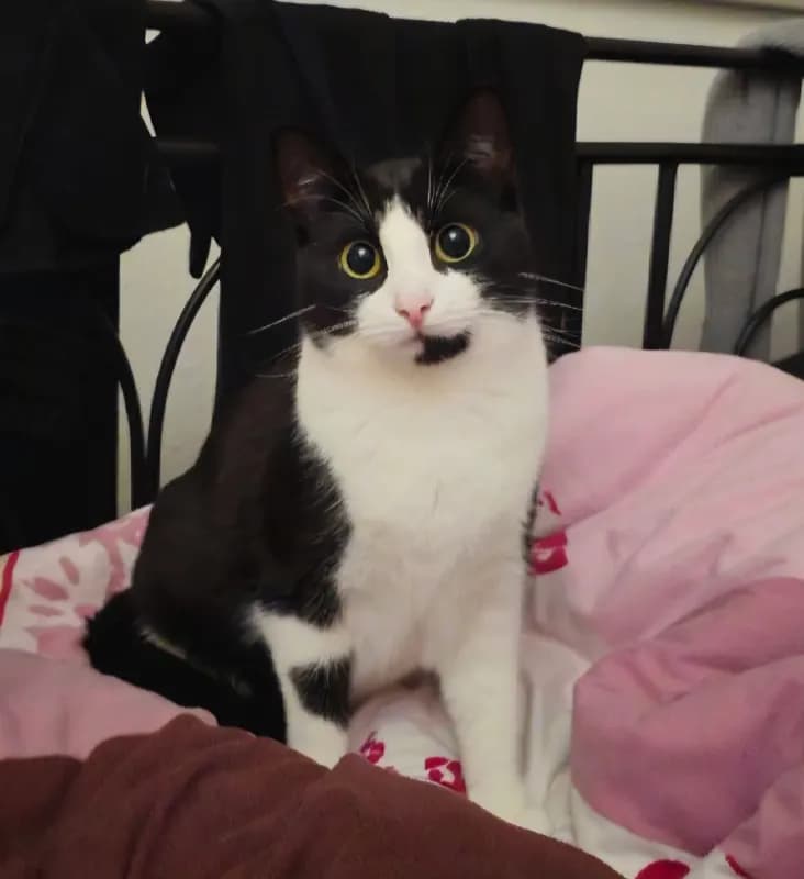 Nala