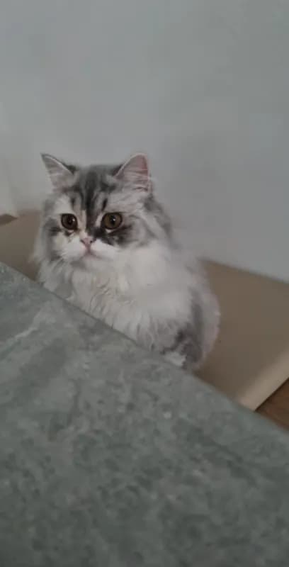 Mia