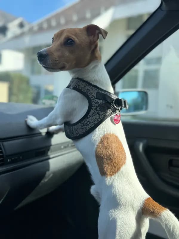 Pablo