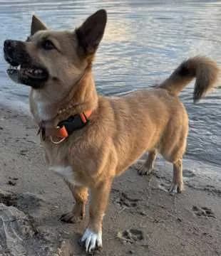 Bowie