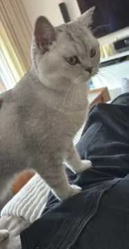 Padme